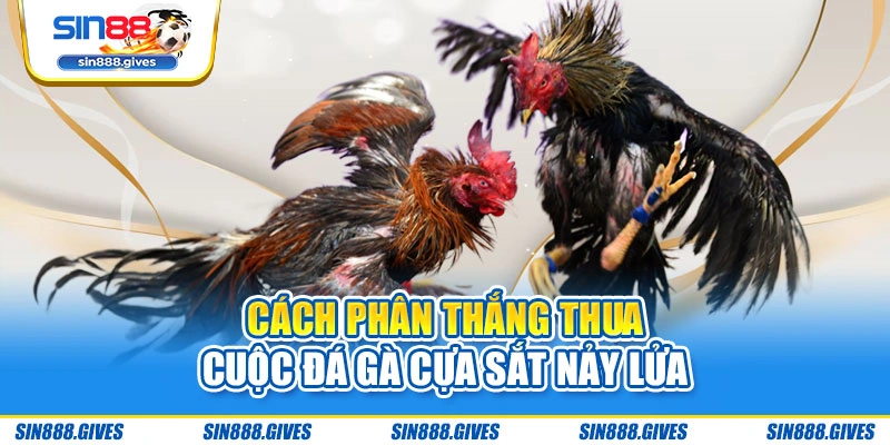 Cách phân thắng thua cuộc đá gà cựa sắt nảy lửa