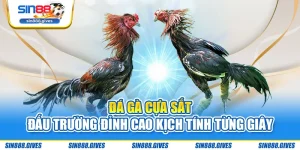 Đá Gà Cựa Sắt - Đấu Trường Đỉnh Cao Kịch Tính Từng Giây