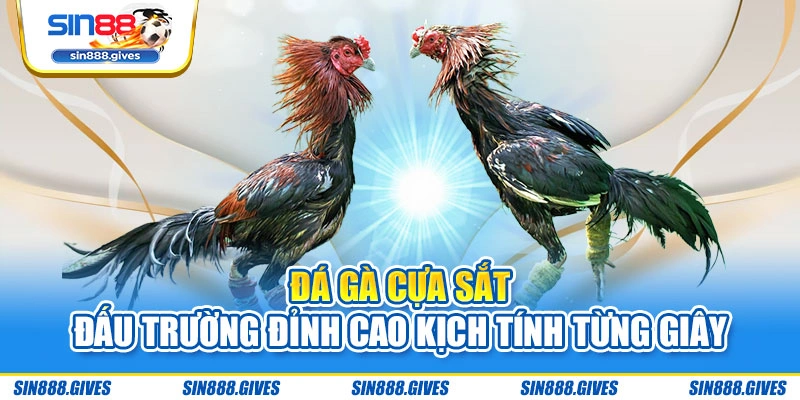 Đá Gà Cựa Sắt - Đấu Trường Đỉnh Cao Kịch Tính Từng Giây