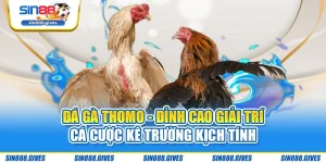 Đá Gà Thomo - Đỉnh Cao Giải Trí Cá Cược Kê Trường Kịch Tính