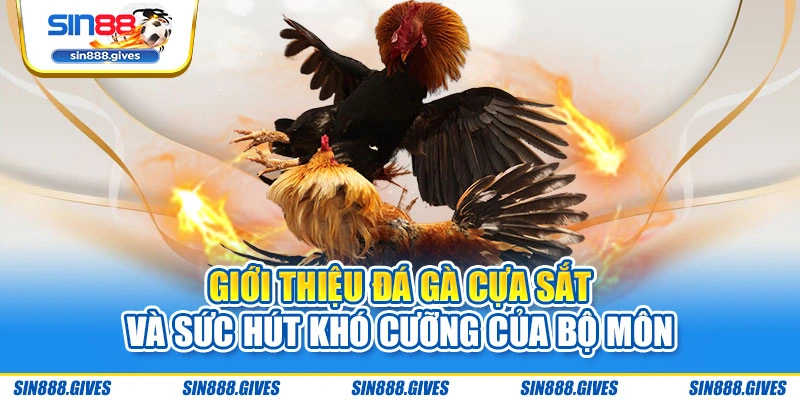 Giới thiệu đá gà cựa sắt và sức hút khó cưỡng của bộ môn