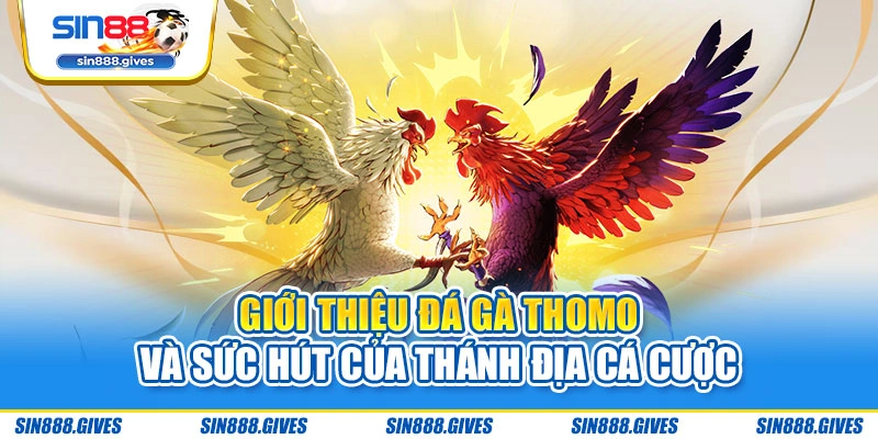 Giới thiệu đá gà Thomo và sức hút của thánh địa cá cược