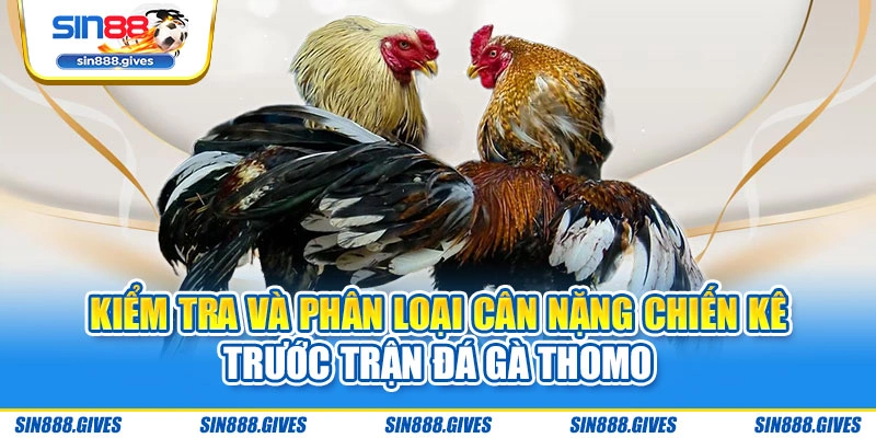 Kiểm tra và phân loại cân nặng chiến kê trước trận đá gà Thomo