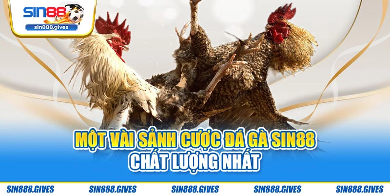 Một vài sảnh cược đá gà Sin88 chất lượng nhất