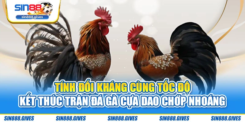 Tính đối kháng cùng tốc độ kết thúc trận đá gà cựa dao chớp nhoáng