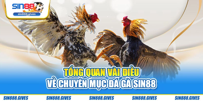 Tổng quan vài điều về chuyên mục đá gà Sin88