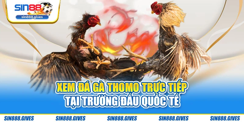 Xem đá gà Thomo trực tiếp tại trường đấu quốc tế